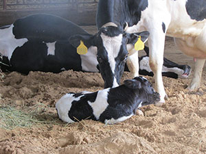 Cow and newborn calf